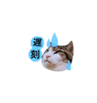我が家の二匹の猫（個別スタンプ：2）