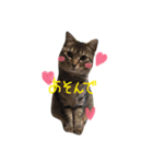 我が家の二匹の猫（個別スタンプ：4）