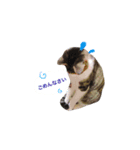 我が家の二匹の猫（個別スタンプ：5）