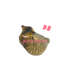 我が家の二匹の猫（個別スタンプ：6）