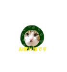 我が家の二匹の猫（個別スタンプ：7）