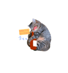 我が家の二匹の猫（個別スタンプ：8）