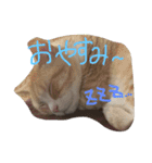 まろのすけ（個別スタンプ：1）