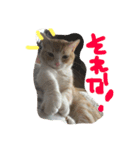 まろのすけ（個別スタンプ：3）