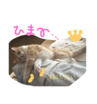 まろのすけ（個別スタンプ：5）