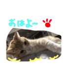 まろのすけ（個別スタンプ：6）