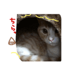 まろのすけ（個別スタンプ：12）