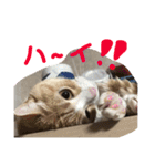 まろのすけ（個別スタンプ：16）