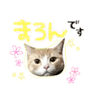 まろのすけ（個別スタンプ：23）