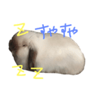 うさぎのころ（個別スタンプ：4）