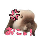 うさぎのころ（個別スタンプ：6）