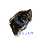黒柴ほくと（個別スタンプ：1）