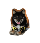 黒柴ほくと（個別スタンプ：6）