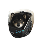 黒柴ほくと（個別スタンプ：8）