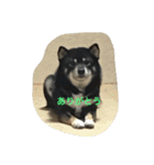 黒柴ほくと（個別スタンプ：9）