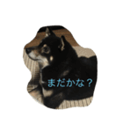 黒柴ほくと（個別スタンプ：12）