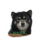 黒柴ほくと（個別スタンプ：13）