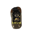 黒柴ほくと（個別スタンプ：14）