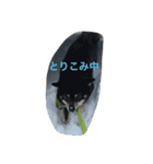 黒柴ほくと（個別スタンプ：17）