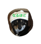 黒柴ほくと（個別スタンプ：20）