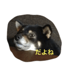 黒柴ほくと（個別スタンプ：22）