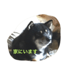 黒柴ほくと（個別スタンプ：24）