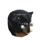 黒柴ほくと（個別スタンプ：25）