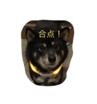 黒柴ほくと（個別スタンプ：29）
