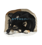 黒柴ほくと（個別スタンプ：32）