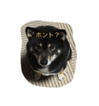 黒柴ほくと（個別スタンプ：33）