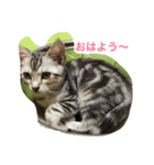 猫の癒し  ポルコと笑う日々（個別スタンプ：1）