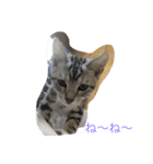 猫の癒し  ポルコと笑う日々（個別スタンプ：2）