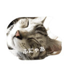 猫の癒し  ポルコと笑う日々（個別スタンプ：3）