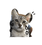 猫の癒し  ポルコと笑う日々（個別スタンプ：5）