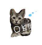 猫の癒し  ポルコと笑う日々（個別スタンプ：7）