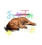 くぅ〜ちゃんの日常（個別スタンプ：2）