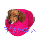 くぅ〜ちゃんの日常（個別スタンプ：3）