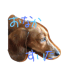 くぅ〜ちゃんの日常（個別スタンプ：5）