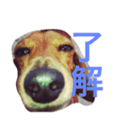 くぅ〜ちゃんの日常（個別スタンプ：6）
