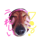 くぅ〜ちゃんの日常（個別スタンプ：8）