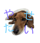 くぅ〜ちゃんの日常（個別スタンプ：11）