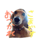 くぅ〜ちゃんの日常（個別スタンプ：13）