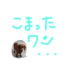 くぅ〜ちゃんの日常（個別スタンプ：15）