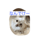 チワワのナナちゃん(鹿児島弁vol.)（個別スタンプ：2）
