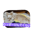 チワワのナナちゃん(鹿児島弁vol.)（個別スタンプ：3）