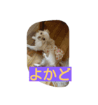 チワワのナナちゃん(鹿児島弁vol.)（個別スタンプ：4）