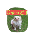 チワワのナナちゃん(鹿児島弁vol.)（個別スタンプ：5）