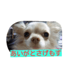 チワワのナナちゃん(鹿児島弁vol.)（個別スタンプ：7）