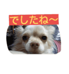 チワワのナナちゃん(鹿児島弁vol.)（個別スタンプ：8）