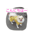 チワワのナナちゃん(鹿児島弁vol.)（個別スタンプ：10）